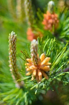 Flower blooming pine at spring Stock Photos