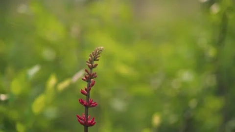 Flower Blooming in Spring at park in Texas Stock Footage 201313985