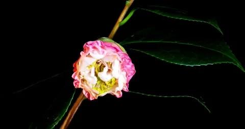 Flower Blooming Time Lapse Beautiful opening pink tulip on white background Video stock 336450766