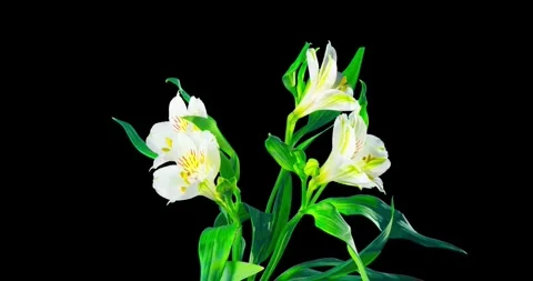 Flower Blooming Time Lapse Beautiful opening pink tulip on white background Stock Footage 336450835