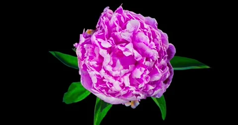 Flower Blooming Time Lapse Beautiful opening pink tulip on white background Stock-Footage 336450843