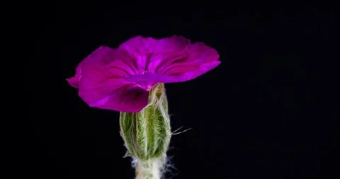 Flower blooming time lapse 스톡 동영상 91495519