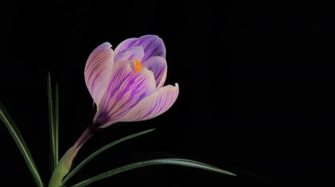 Flower Blooming Timelapse Stock Footage 61300674