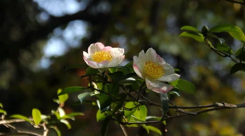 Flower blooming on a tree with greenary in the background Stock Footage 58062172