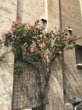 Flower blooming on the wall Fotos de archivo