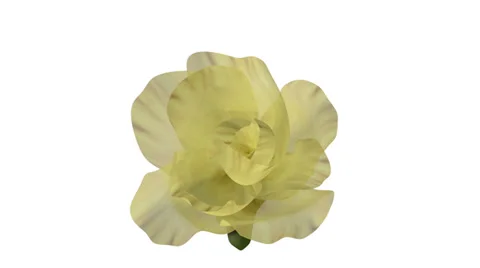 Flower Blooms Into Colour Stock Footage 35209354