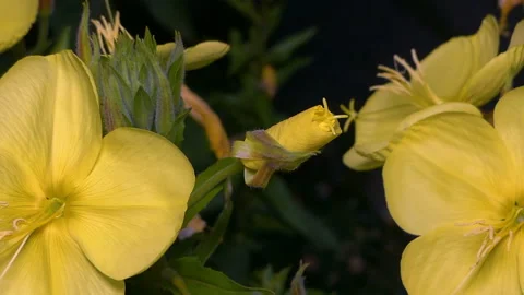 Flower blooms fast Stock Footage 93314624