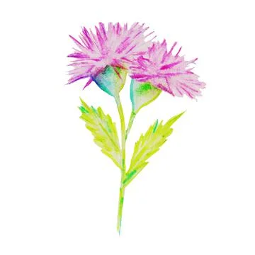 The flower blooms Illustrazione stock