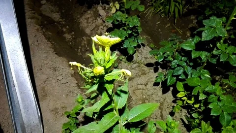 The Flower blooms only in the night. Stock Footage 79558252