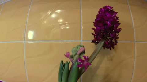Flower Blooms In Time Lapse Stock-Footage 33477326