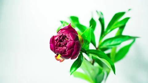 Flower blooms on a white background Stock Footage 133883665