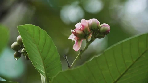 Flower Blossom in Borneo Stock Footage 144359544