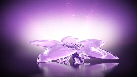Flower blossom isolated on black background Stock Footage 87111473