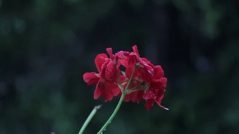 Flower blossom red macro leaf Stock Footage 98676996