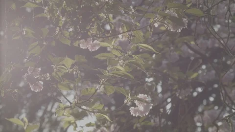 Flower Blossom in Spring Stock Footage 121713306