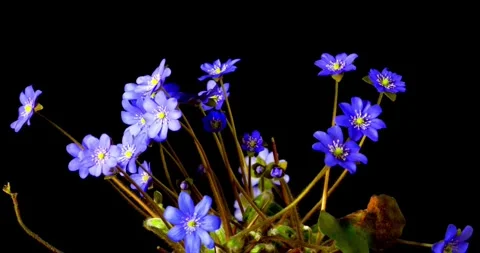 Flower blossom time lapse slow motion in garden with black background nature Video stock 336450796