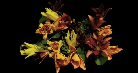 Flower blossom time lapse slow motion in garden with black background nature Stock-Footage 336450837