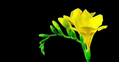 Flower blossom time lapse slow motion in garden with black background nature Video stock 336450842