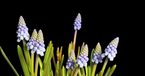 Flower blossom time lapse slow motion in garden with black background nature Video stock 336450869