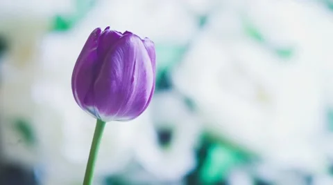 Flower blossom timelapse Vídeo Stock 43010331