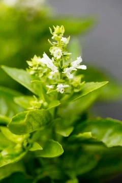 Flower blossoming basilicum macro background fine art in high quality prints  Stock Photos