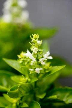 Flower blossoming basilicum macro background fine art in high quality prints  Stock Photos