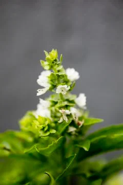 Flower blossoming basilicum macro background fine art in high quality prints  Stock Photos