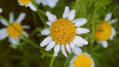 Flower blossoming in sun Stock Footage 314908367