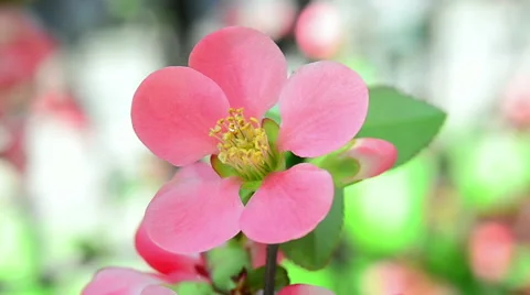 Flower blossoms in spring time. Sakura. Nature. Flores. 動画素材 50525938