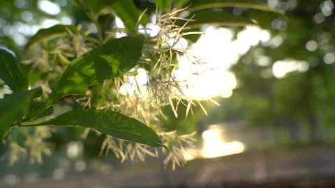 Flower blossoms on tree at sunset Vídeo Stock 195531781