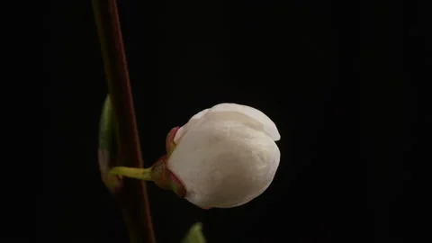A flower blossoms on a tree. timelapse 4K. Stock Footage 131007210