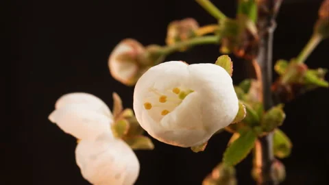 A flower blossoms on a tree. timelapse 4K. Stock Footage 131008197