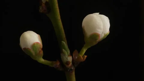 A flower blossoms on a tree. timelapse 4K. Stock Footage 131011505