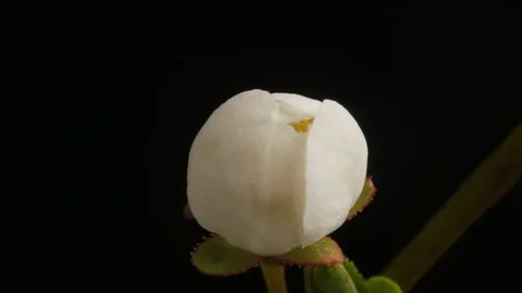 A flower blossoms on a tree. timelapse 4K. Stock Footage 131013299