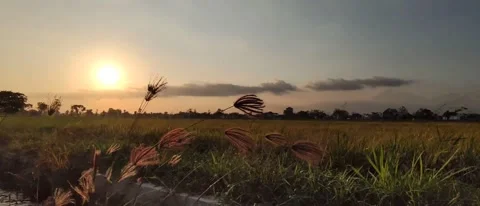 Flower blowing Video stock 219705692