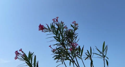 Flower blowing in the wind with blue sky Stock-Footage 339863064