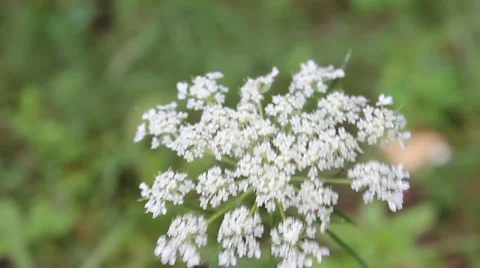 Flower Blowing in the Wind Stock Footage 44448200