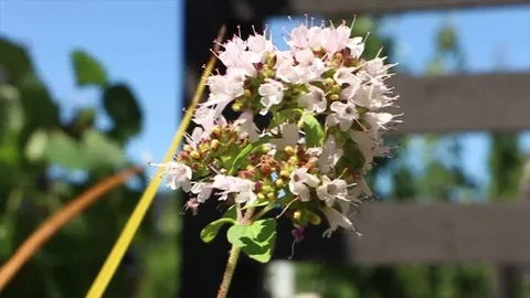 Flower blowing in the wind Stock Footage 72542532