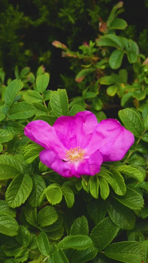 Flower blowing in the wind green pink Stock Footage 201683958
