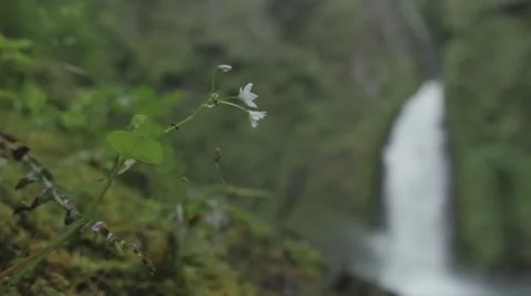 Flower blowing in the wind by a waterfall Video stock 44350623