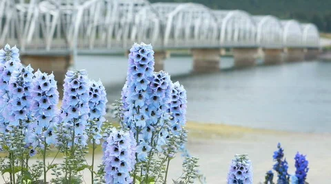 Flower blue bell bridge P HD 0121 Stock Footage 829679