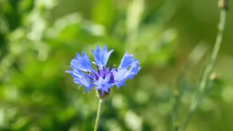 Flower of blue cornflower on the green background Video stock 87842691