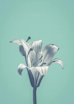Flower On Blue Design Photos