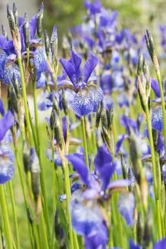 Flower blue iris Fotos Stock
