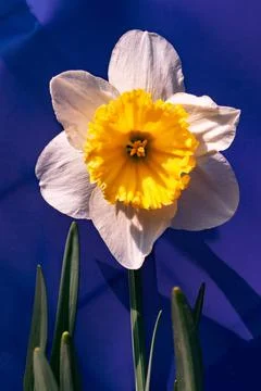 Flower in blue Stock Photos
