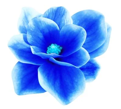 Flower blue Stock Photos
