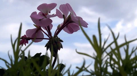 Flower with blue sky  background Stock Footage 37323331