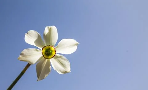 Flower on blue sky Stock Photos