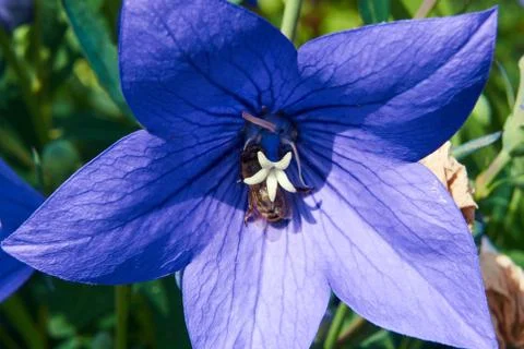 The flower blue stratification Multiflower. Stock Photos