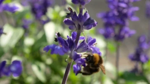 Flower blue street city Stock Footage